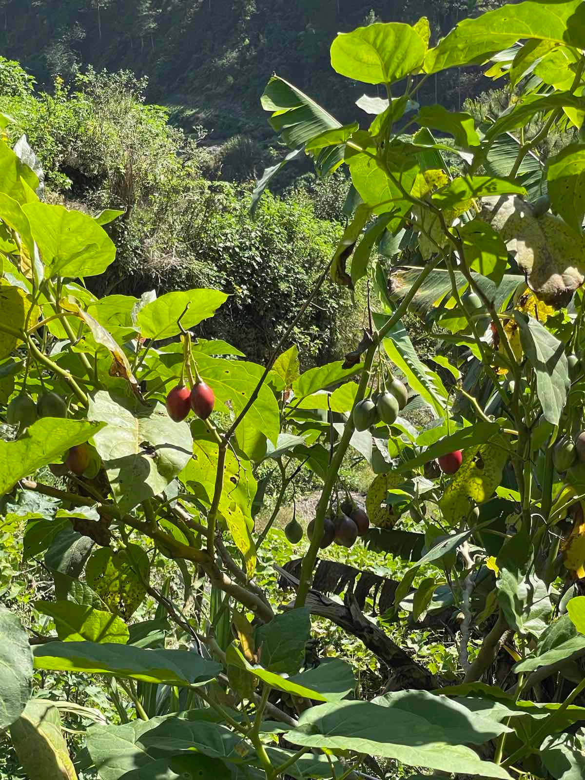 戶外拍攝的番茄樹 壁紙 — 充滿活力的綠葉和紅紫色茄子，在陽光普照的熱帶花園中茂盛生長，背後有茂密的樹葉。