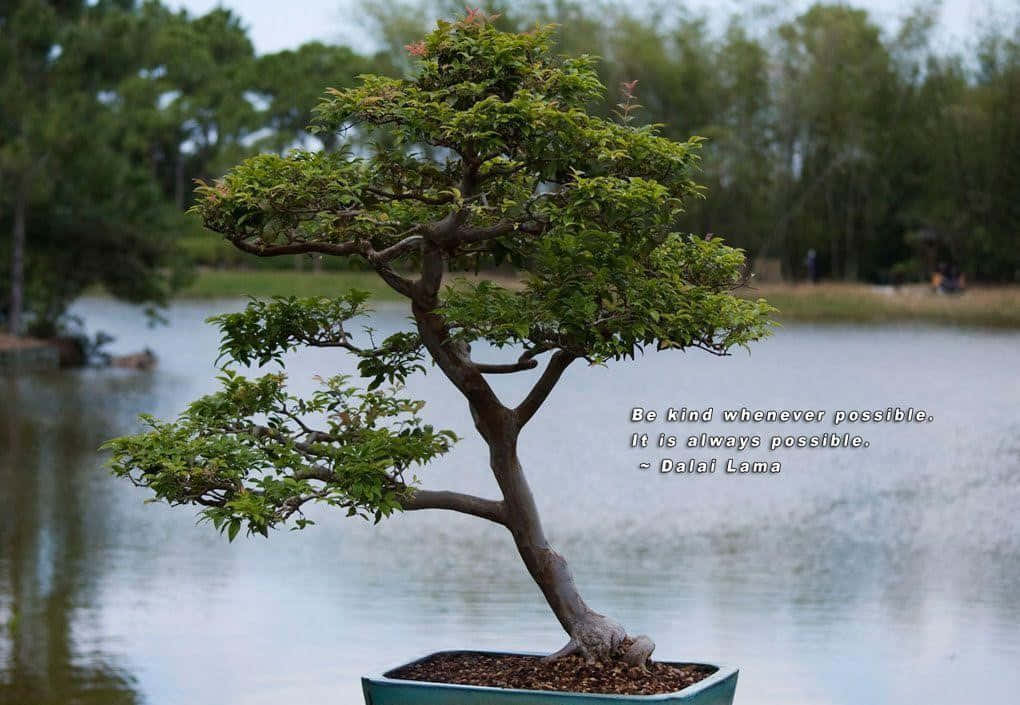 戶外日式盆景樹 壁紙 — 一棵優雅彎曲的盆景樹，長滿茂盛的綠葉，放在藍色花盆中，位於寧靜的湖邊，並帶有引文疊加。