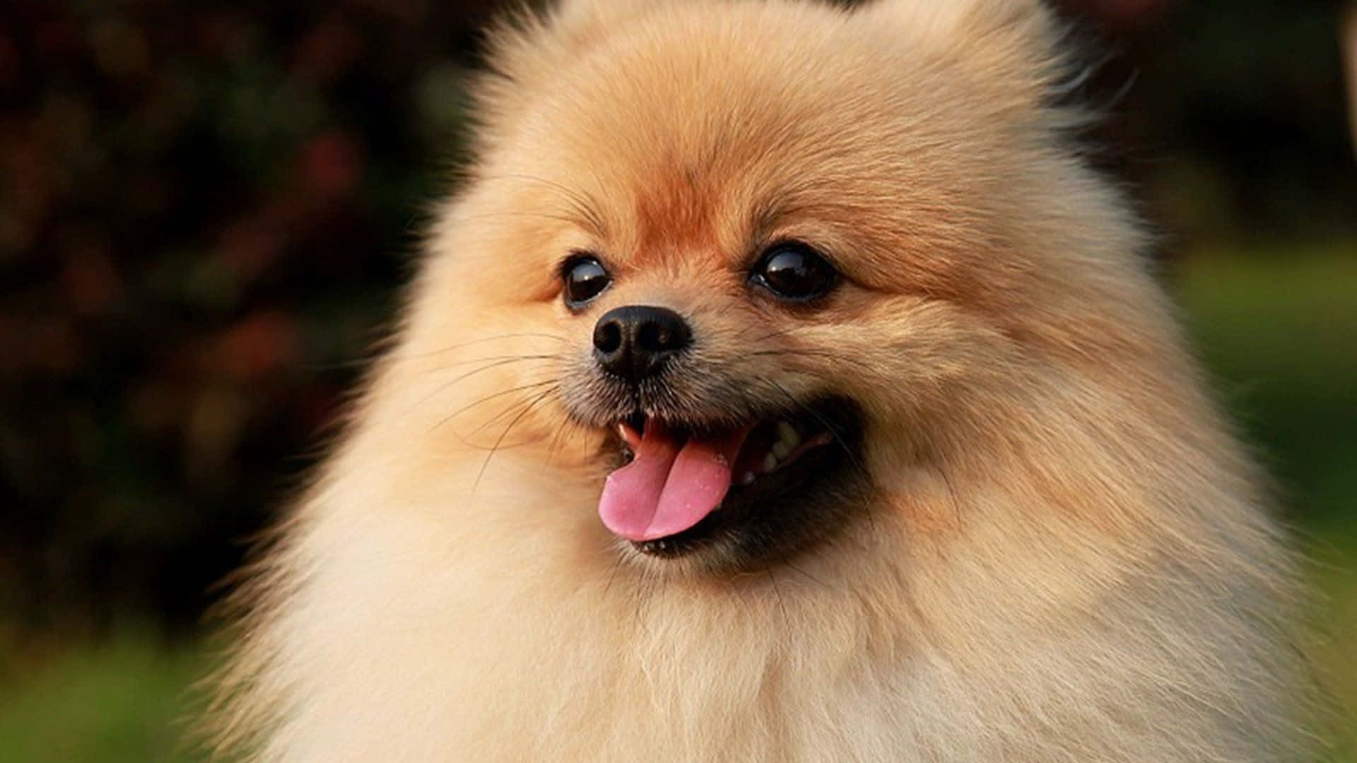 一隻毛茸茸的奶油色博美犬在花園裡伸出舌頭微笑。