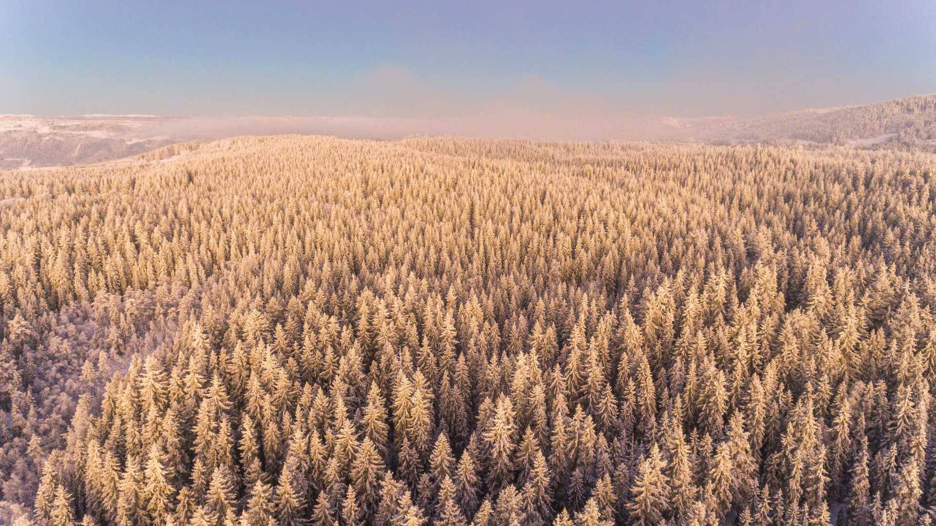 日出時分，白雪覆蓋的松林綿延起伏的山丘。