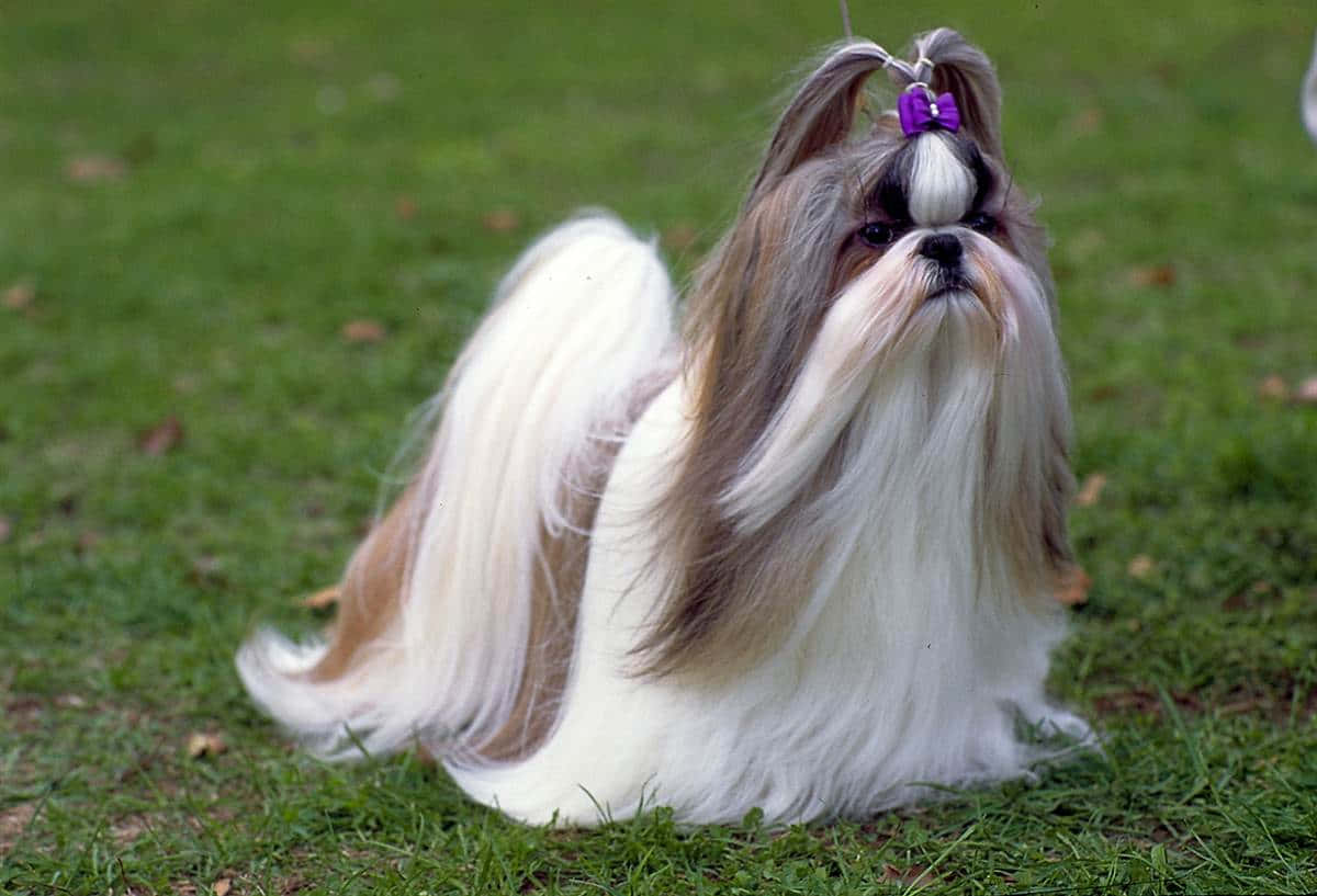 一隻繫著紫色蝴蝶結的西施犬坐在草地上。
