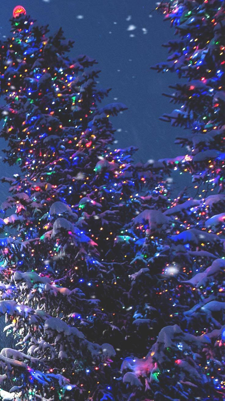 夜晚用彩色燈光裝飾的雪松樹