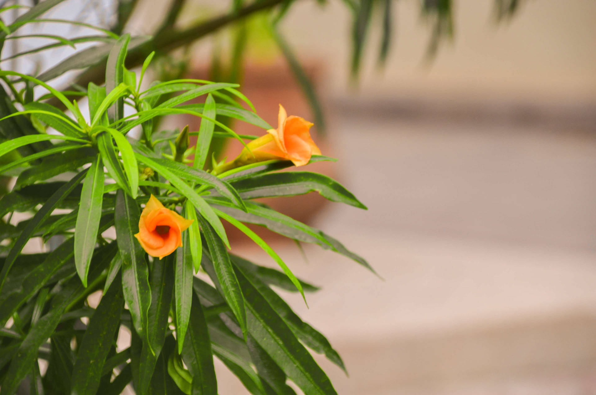 橙色花朵與綠葉，背景模糊的戶外環境。