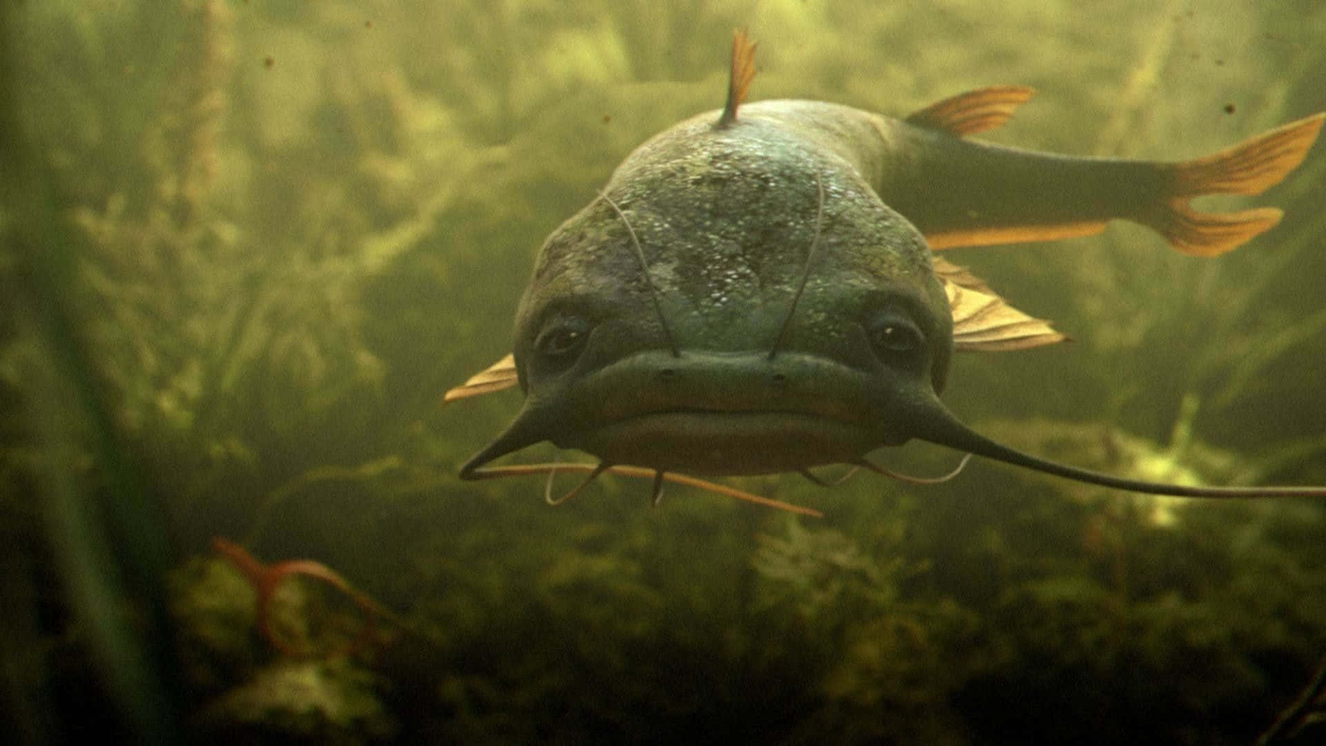 扁頭巨鯰 壁紙 — 鯰魚穿過混濁的綠色水域，游向鏡頭的特寫，水中帶有水生植物。