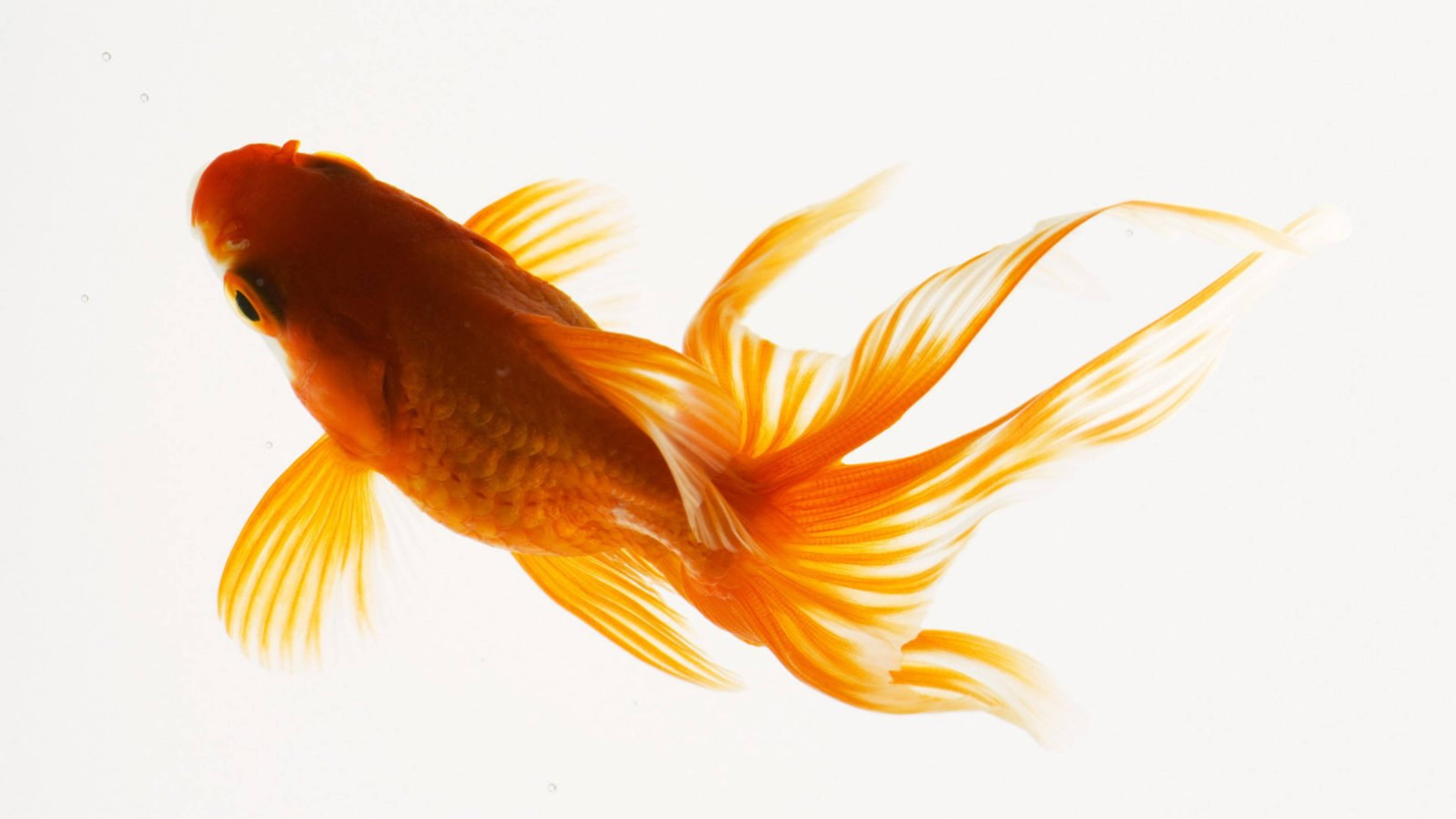 扇尾金魚之美 壁紙 — 一條鮮艷的橙色金魚，擁有流動的魚鰭，在清澈的水中優雅地滑行，背景是明亮的白色。