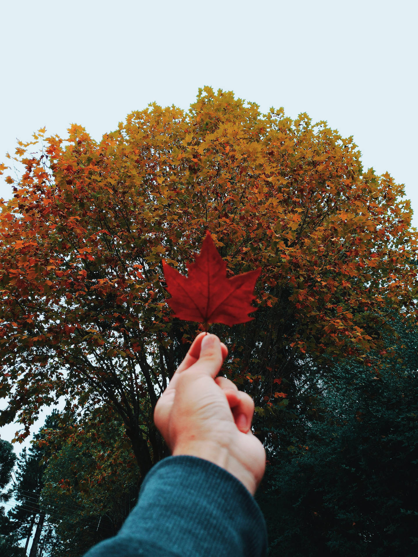 手在秋樹前拿著一片紅楓葉。