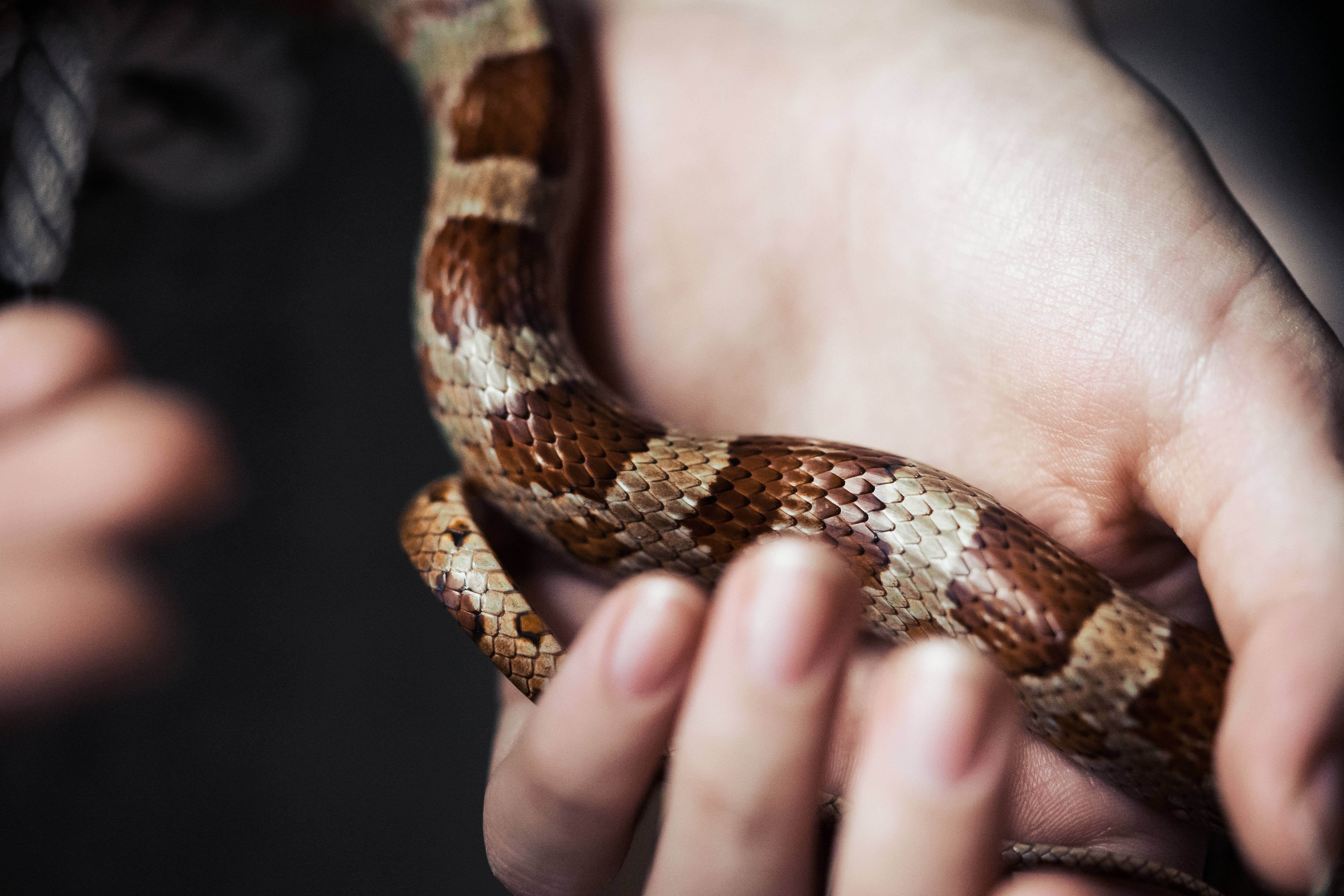 手中蛇類野生動物 壁紙 — 一隻手輕輕托著一條帶有細緻鱗片嘅啡色同棕褐色花紋蛇嘅特寫。