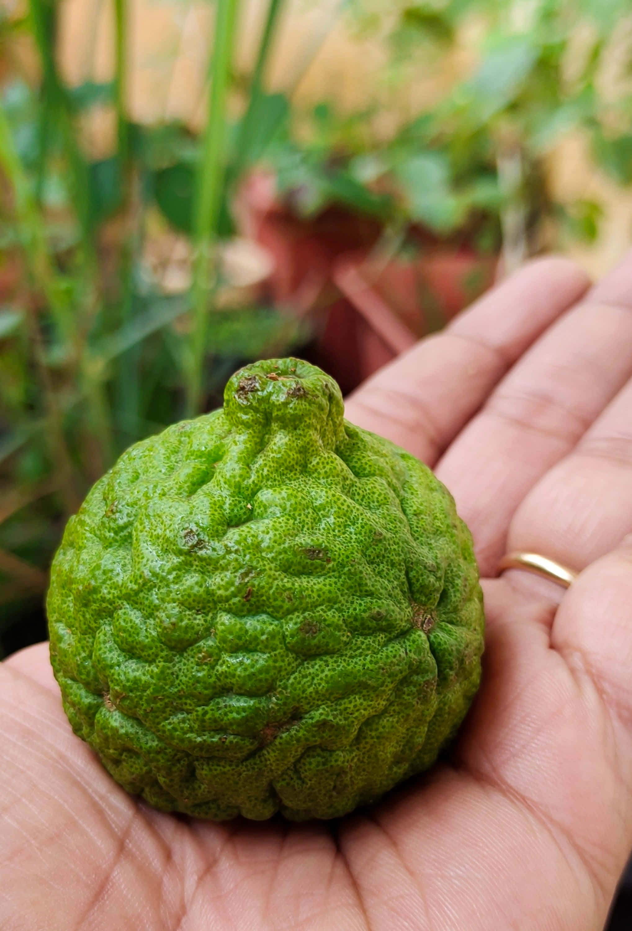 手心上的綠色檸檬香茅果 壁紙 — 一隻手托住一個凹凸不平嘅綠色柑橘類水果，背景係柔和嘅花園。