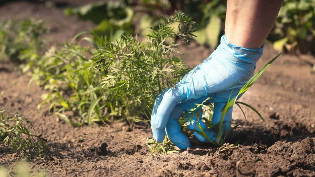 戴藍色手套的手從花園土壤中拔雜草