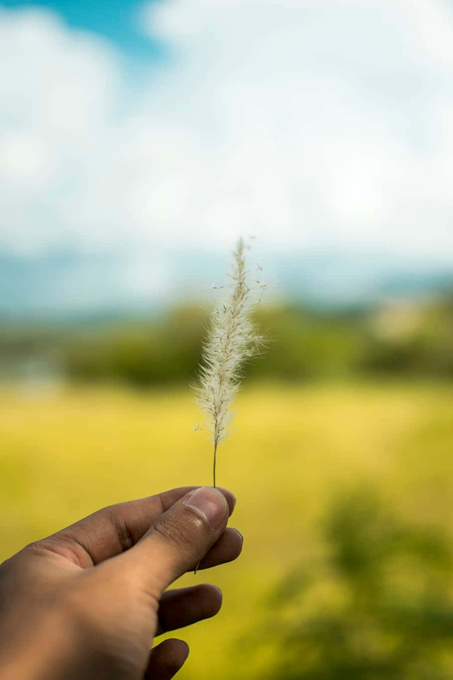手持 Pampas Grass 背景 壁紙 — 一隻手輕輕握著一根羽毛般的白色草莖，背景是柔和模糊的田野和天空。