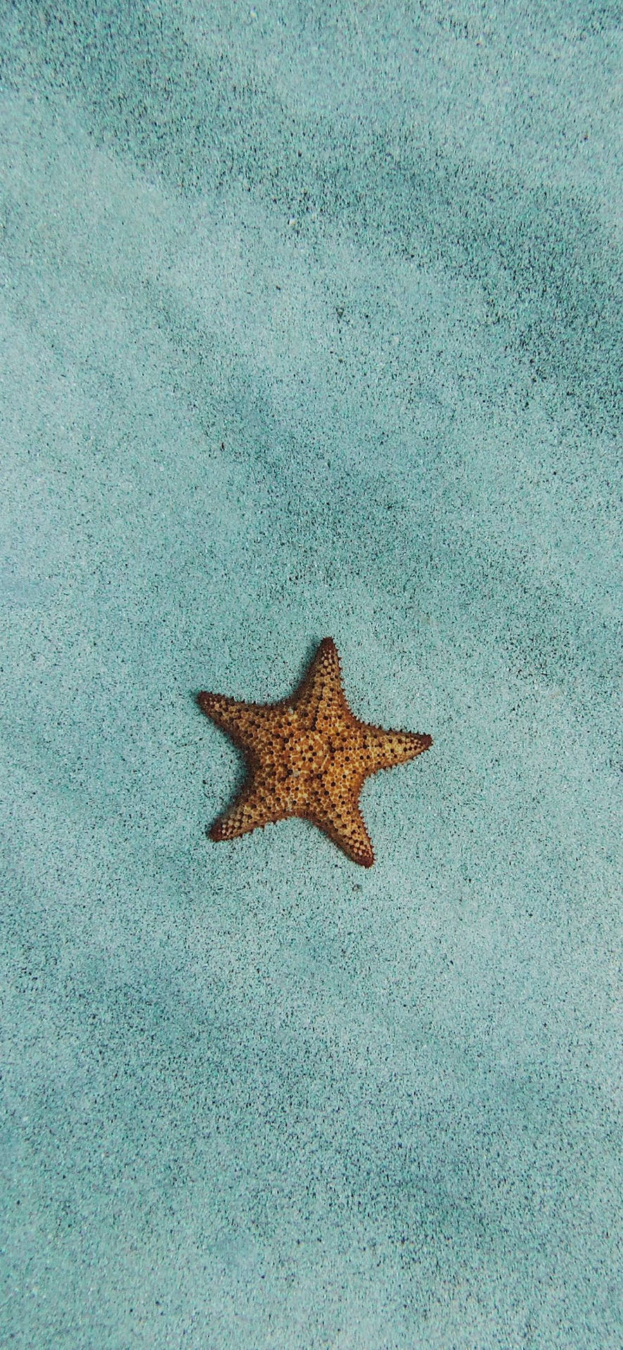 綠松色沙子上的一隻橙色海星