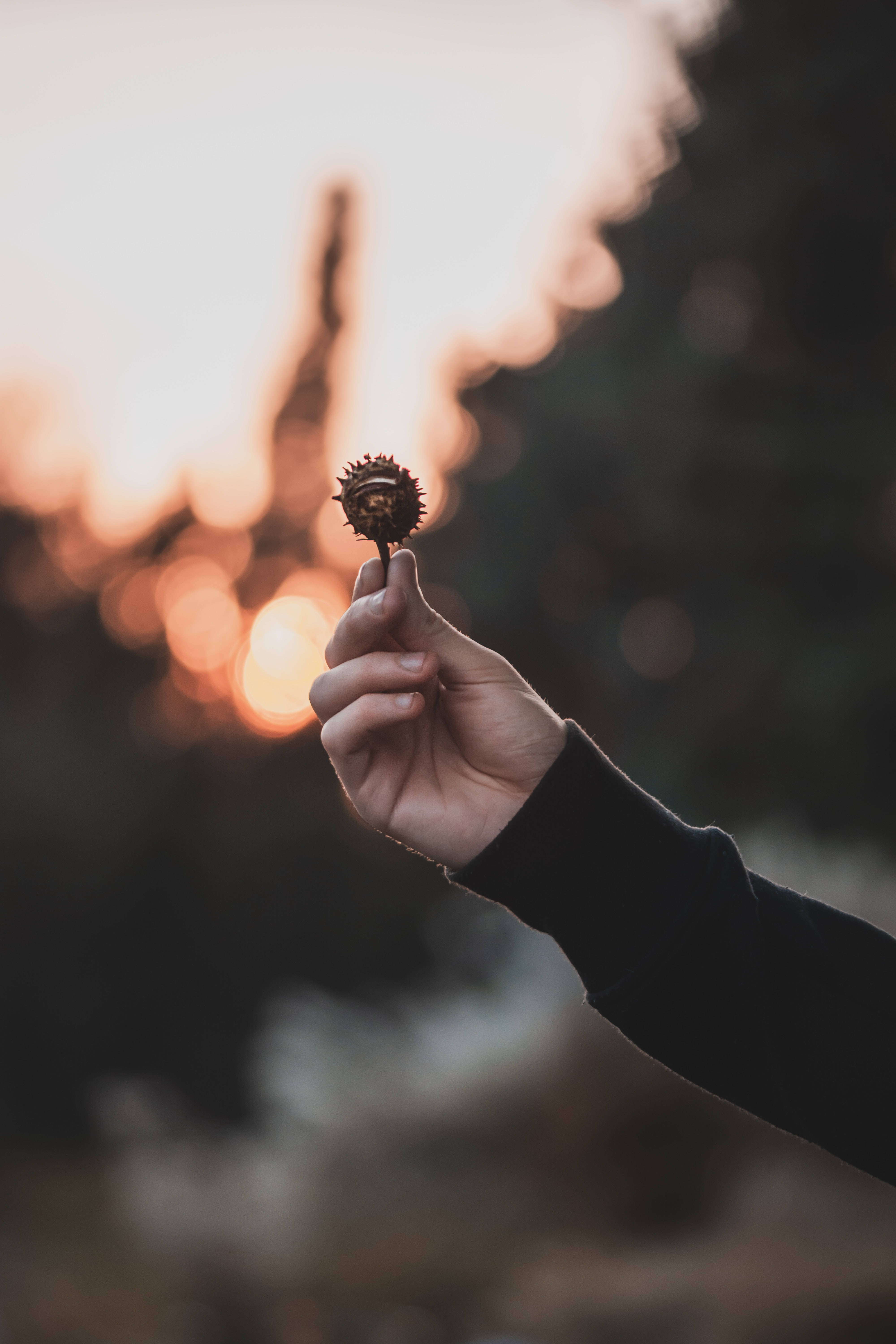 手握栗子選擇性對焦 壁紙 — 一隻手拿著帶刺的栗子，背景是溫暖模糊的日落，帶有柔和的金色散景。