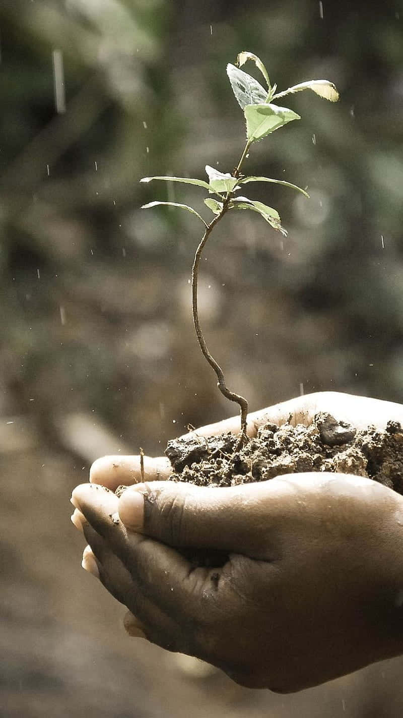 雙手在落下的雨滴中捧著一棵帶泥土的幼小植物。