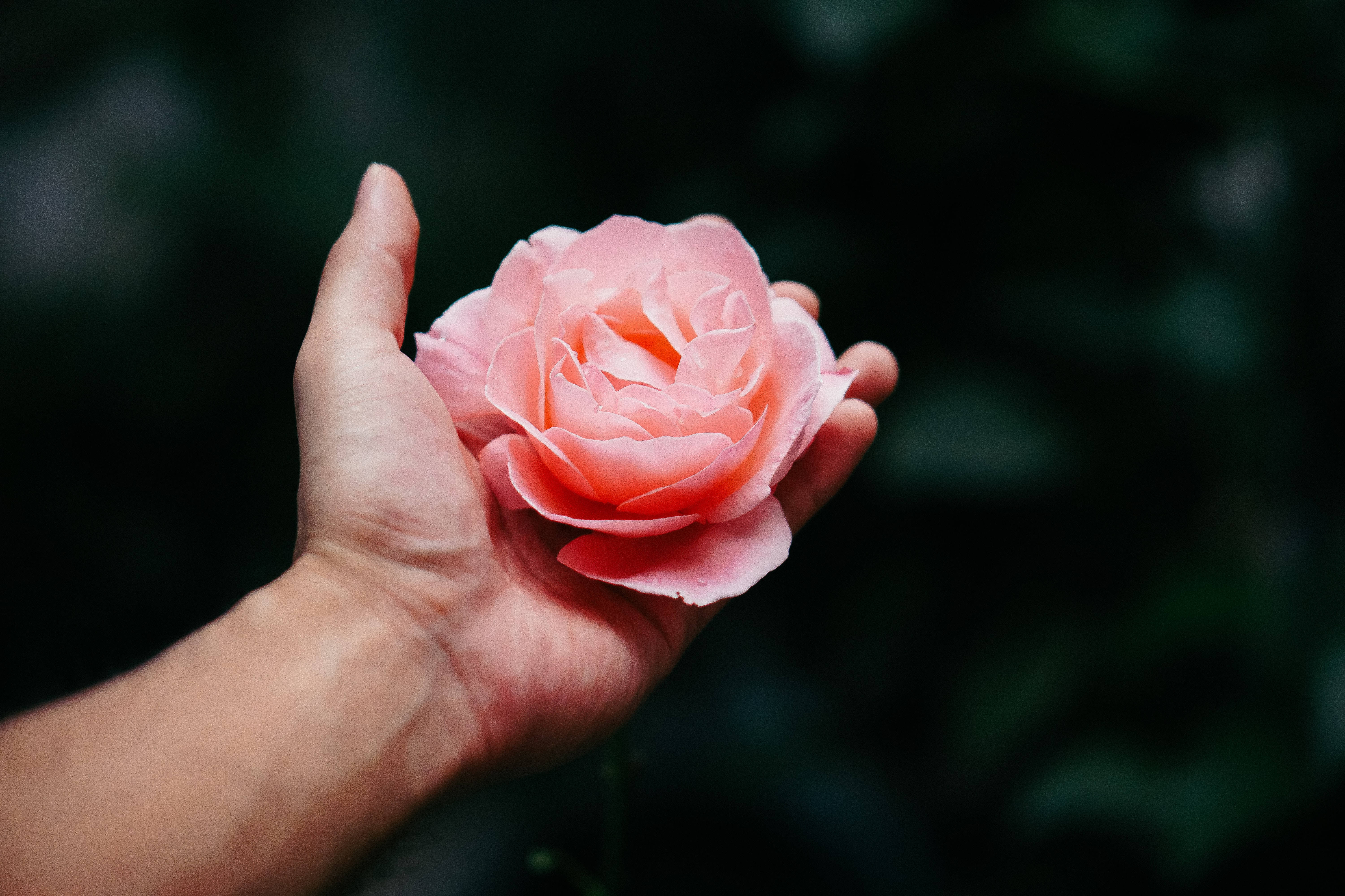 手握玫瑰花 Tumblr 桌面壁紙 壁紙 — 一隻手輕輕托著一朵柔軟的粉紅玫瑰，背景是模糊的深綠色樹葉。
