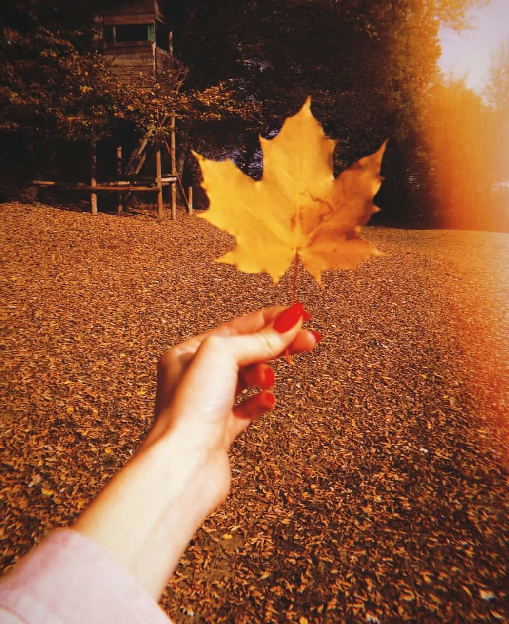 手握秋日葉片 壁紙 — 一隻紅色指甲的手拿著一片鮮黃色的楓葉，背景是落葉和溫暖的夕陽餘暉。