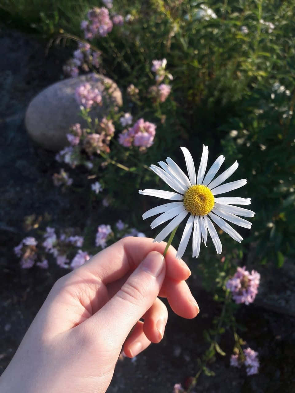手裡拿著一朵白色雛菊，花心黃色，在一個有粉紅色花朵的花園裡。