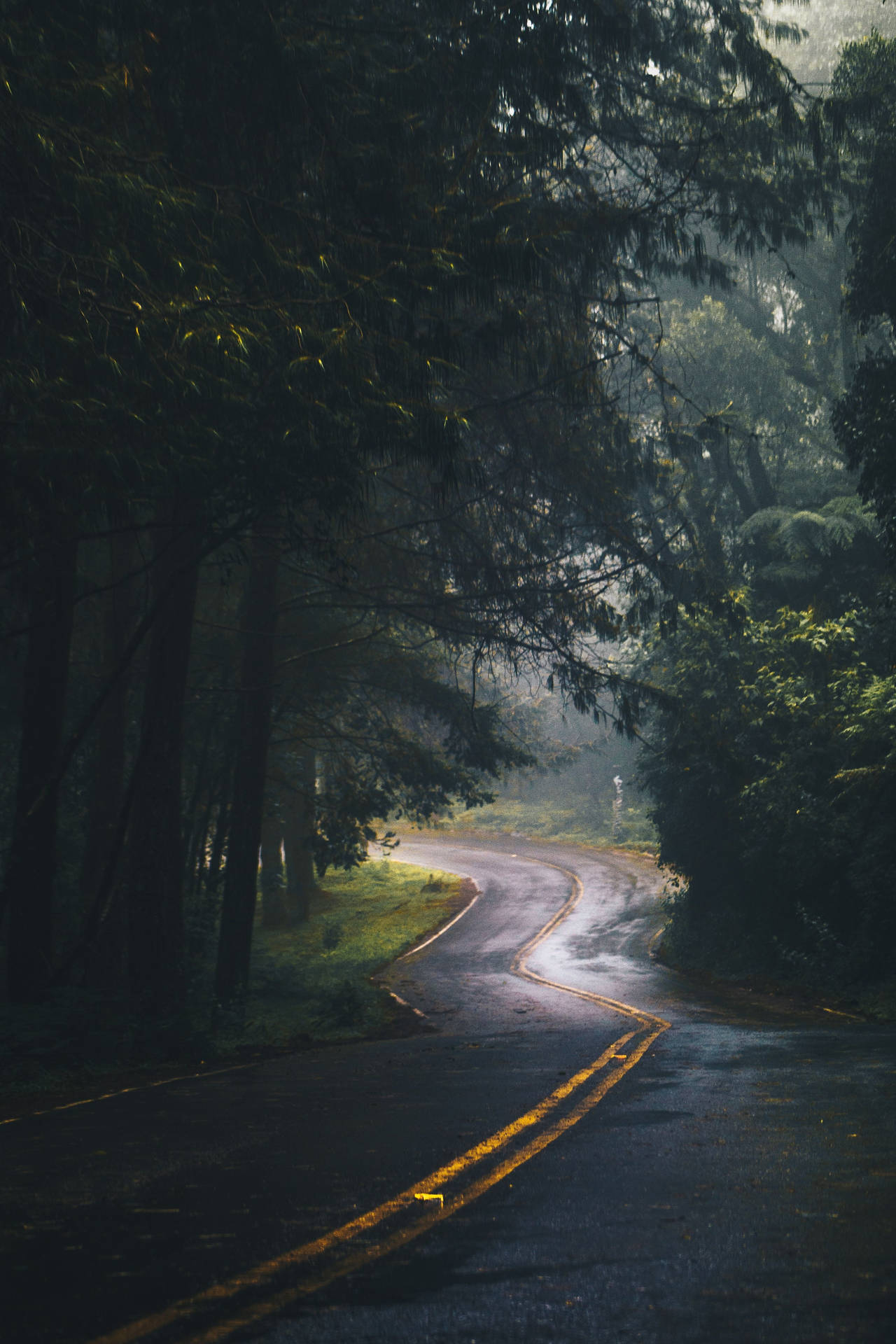 蜿蜒的林間道路，霧氣和斑駁的光線透過高大的樹木。