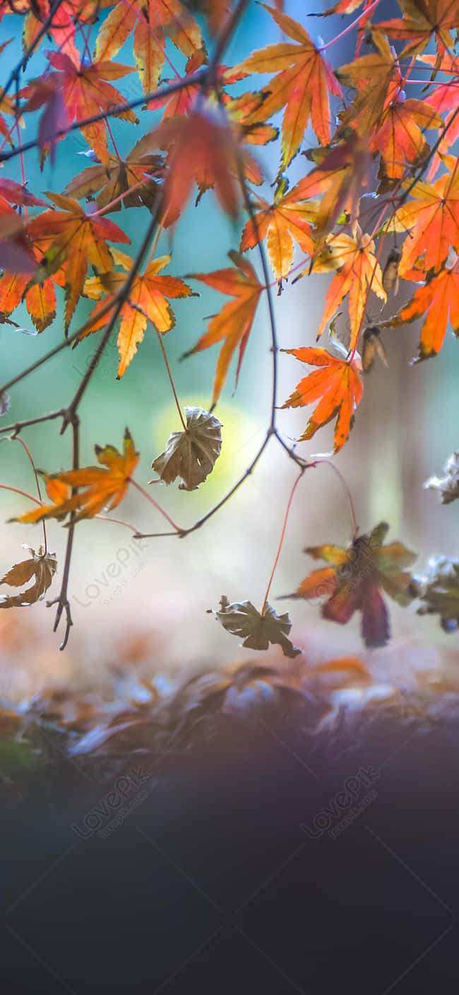 手機上的秋日細節之美 壁紙 — 鮮豔的秋日楓葉以火熱的橙色和紅色調，在柔和模糊的森林背景下優雅地垂掛著。