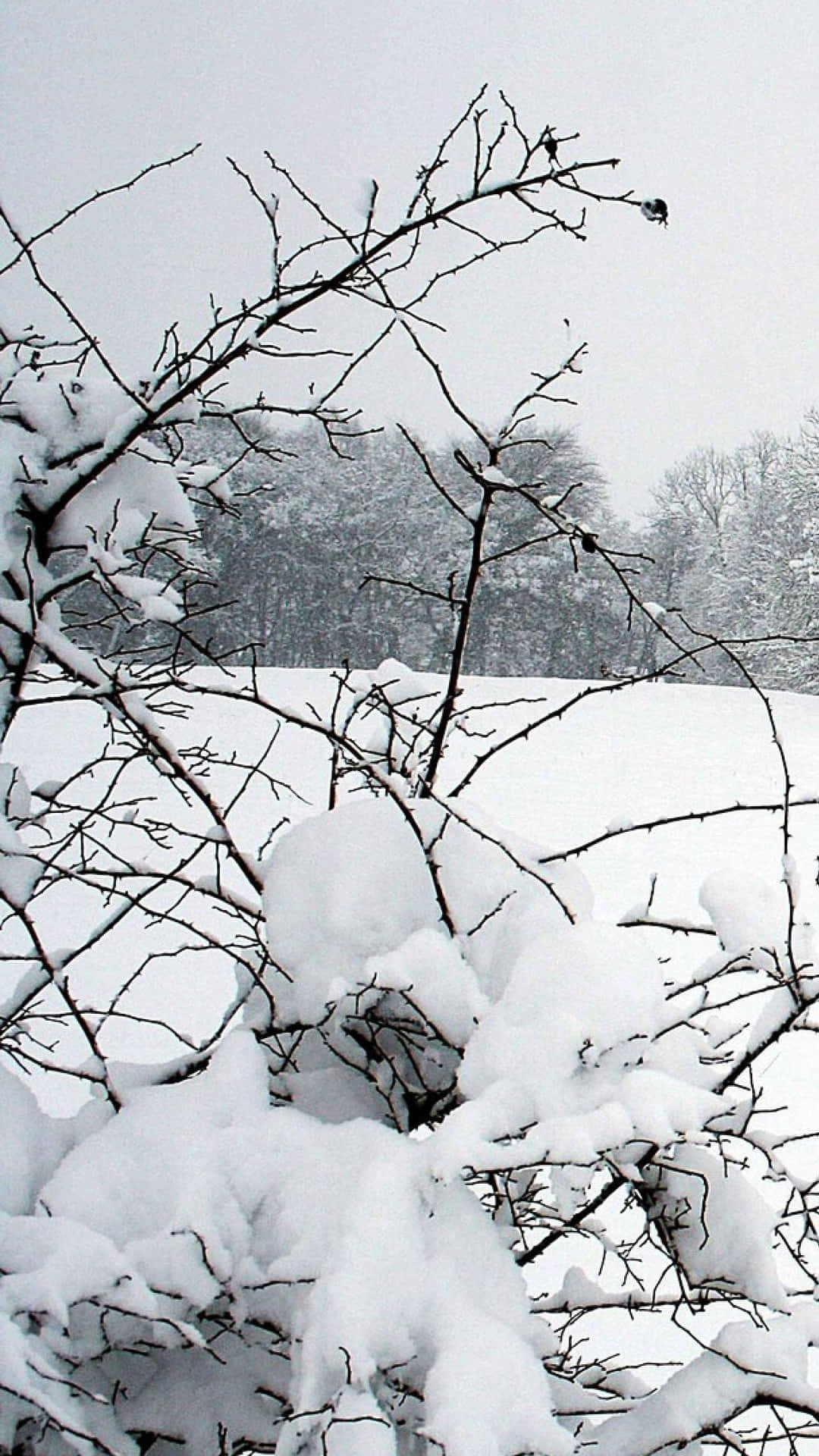 冬季森林場景中積雪的樹枝。