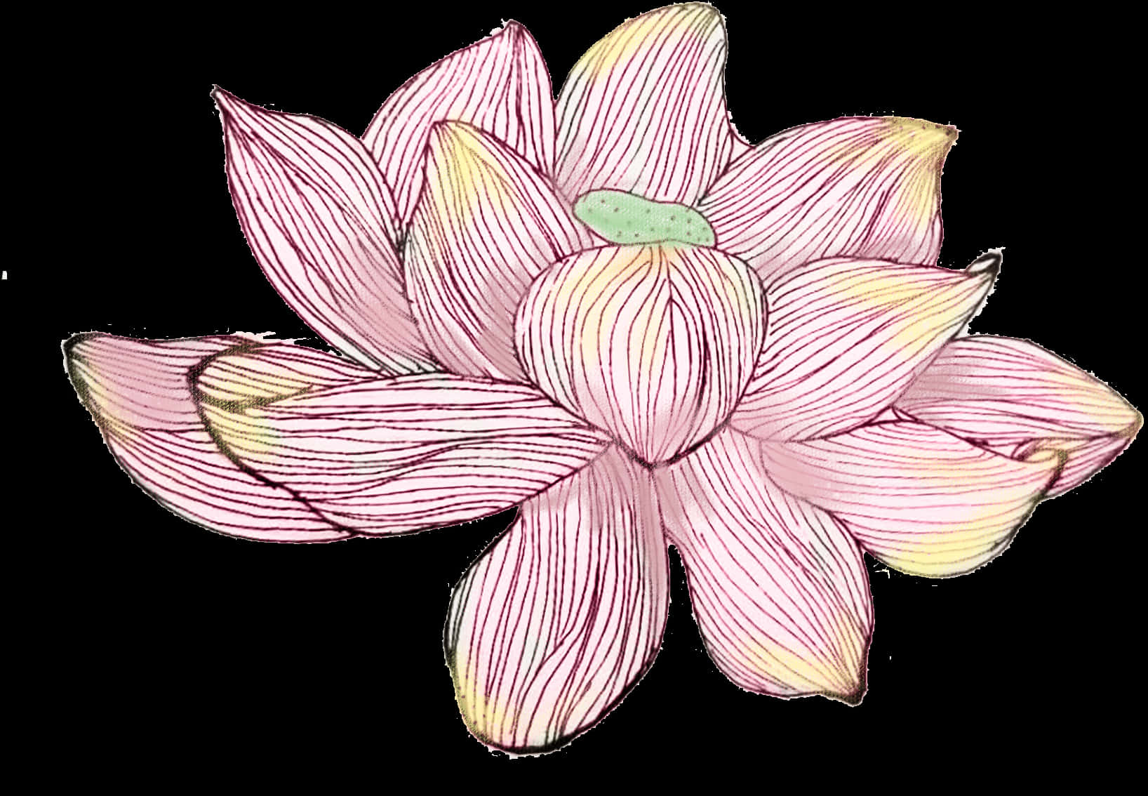 手繪粉紅蓮花 壁紙 — 一朵精緻描繪的粉紅色蓮花，帶有黃色尖端和細緻的深色線條，在純黑色背景上綻放。