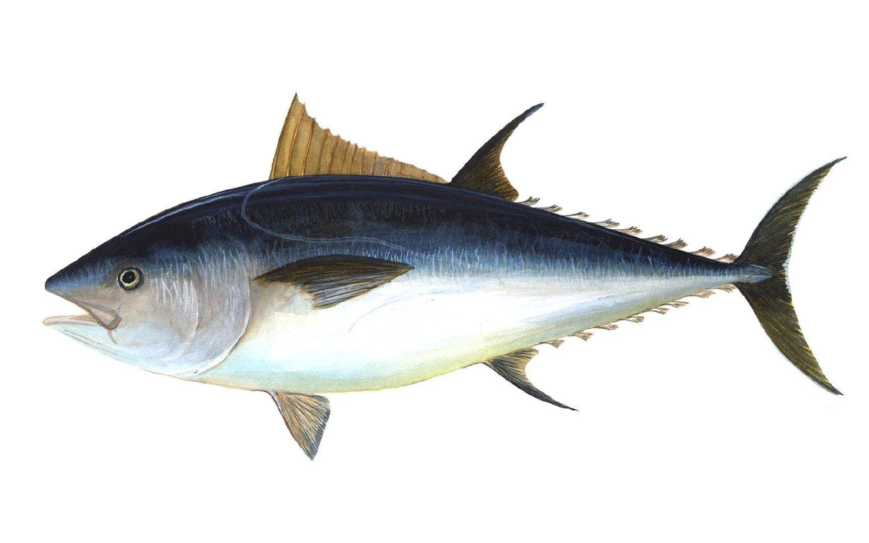 手繪鰭鰭鰹魚圖 壁紙 — 一幅詳細的吞拿魚插圖，擁有光滑的藍色和銀色鱗片以及尖銳的背鰭，背景為純白色。
