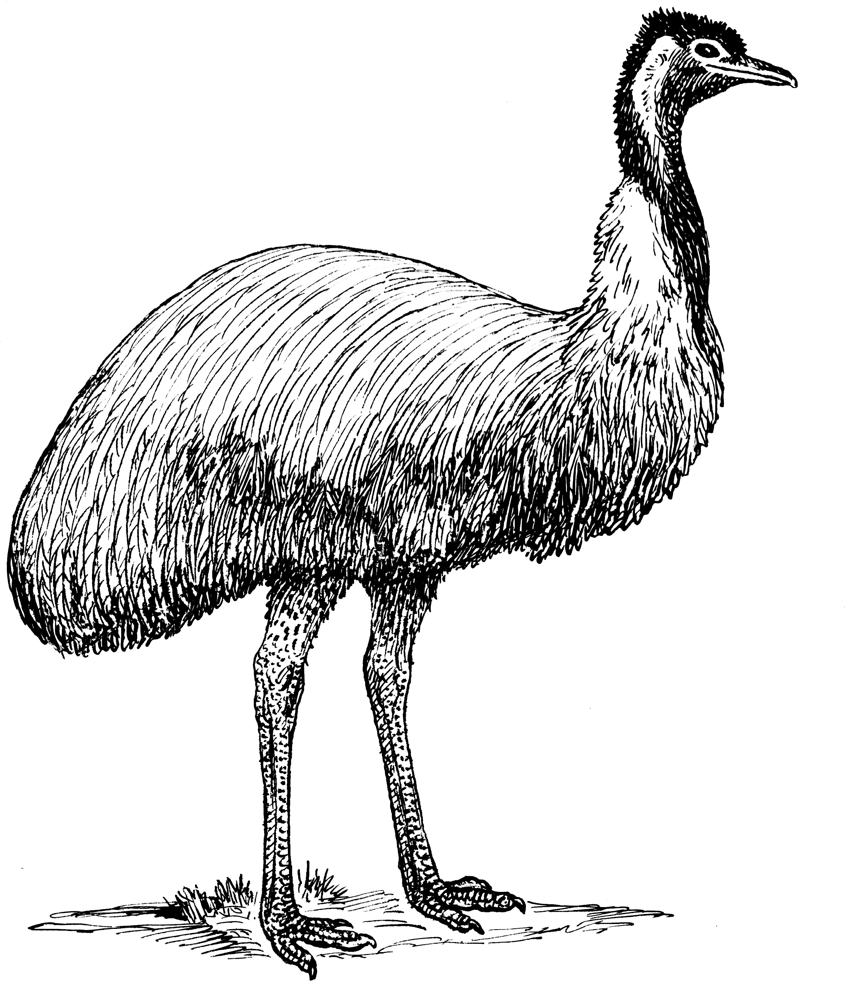 手繪鴕鳥插圖 壁紙 — 一幅詳細的黑白線條畫，描繪一隻鴯鶓高高站立在純黑色背景上。