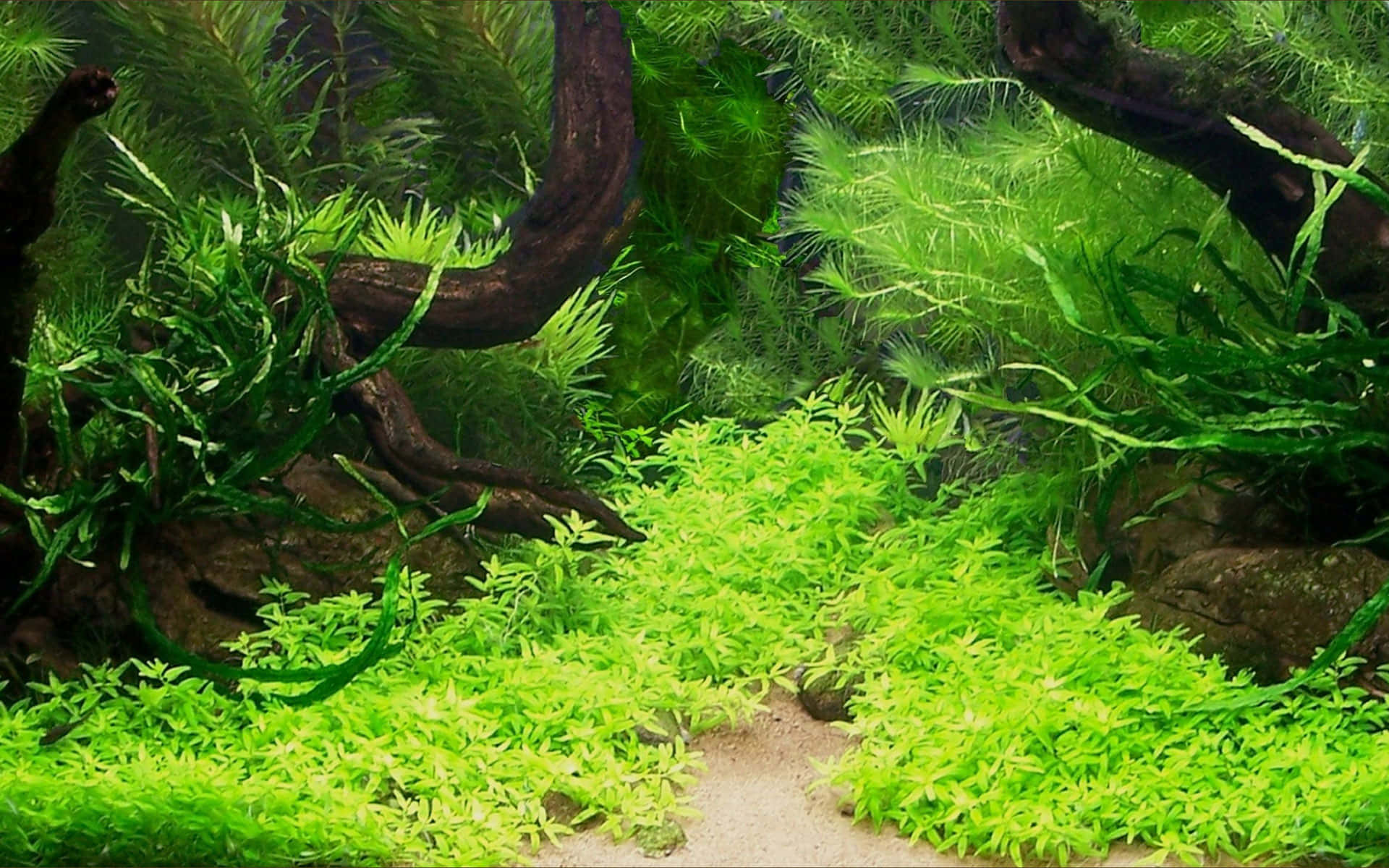 水下場景，沙底上有茂盛的綠色植物和深色浮木。