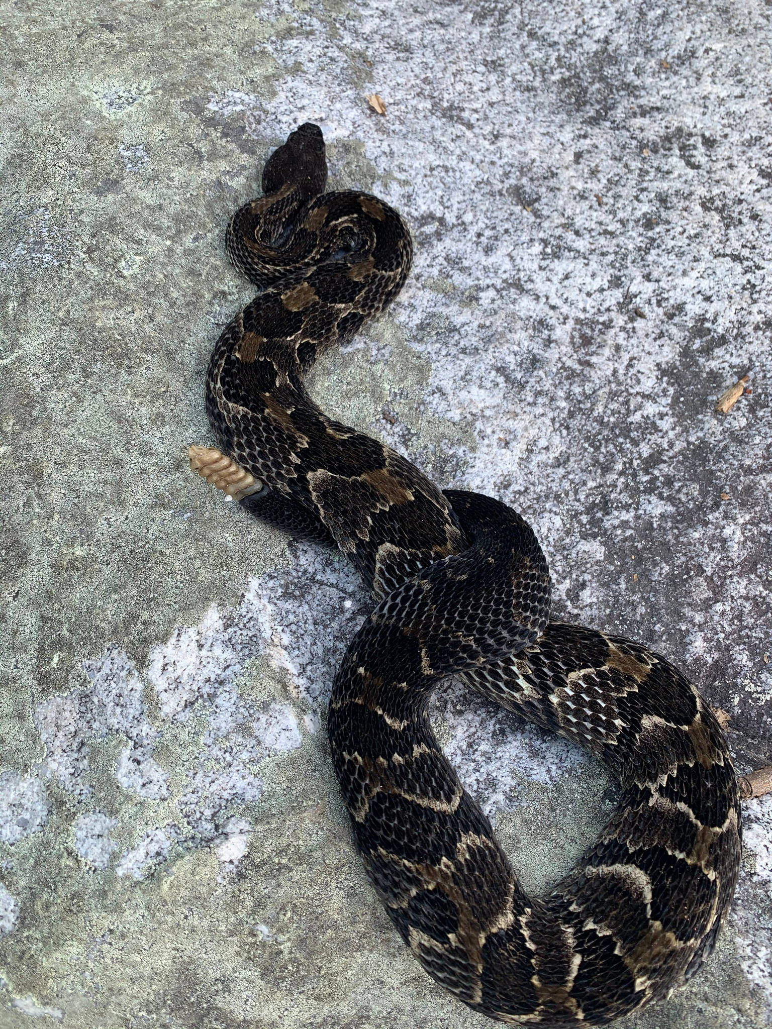 扭曲的黑 Timber Rattler 蛇 壁紙 — 一條盤繞的響尾蛇，帶有深棕色和棕褐色菱形圖案，棲息在風化的灰色岩石表面上。