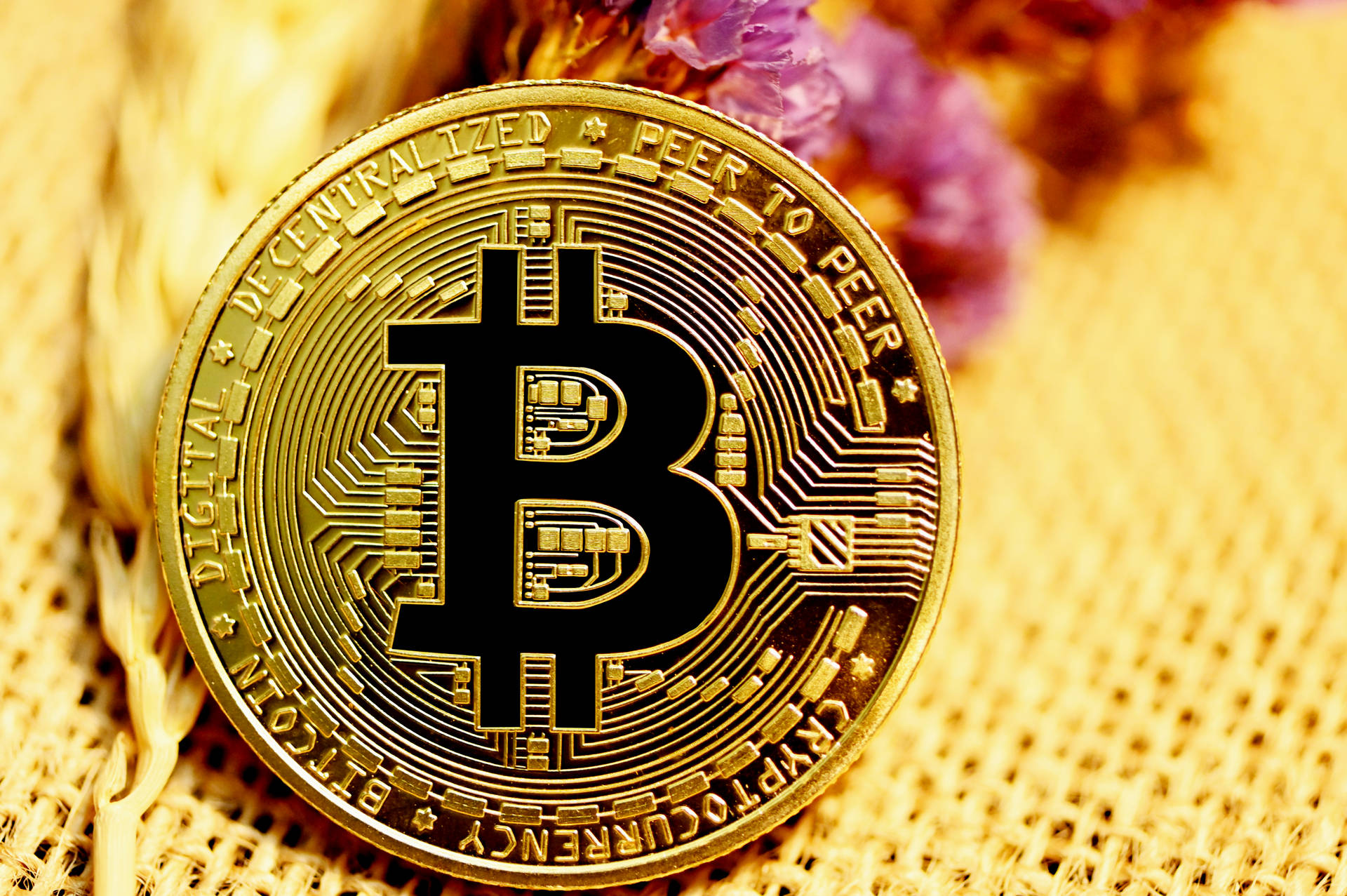 金色比特幣，電路設計，編織表面，乾燥花朵附近