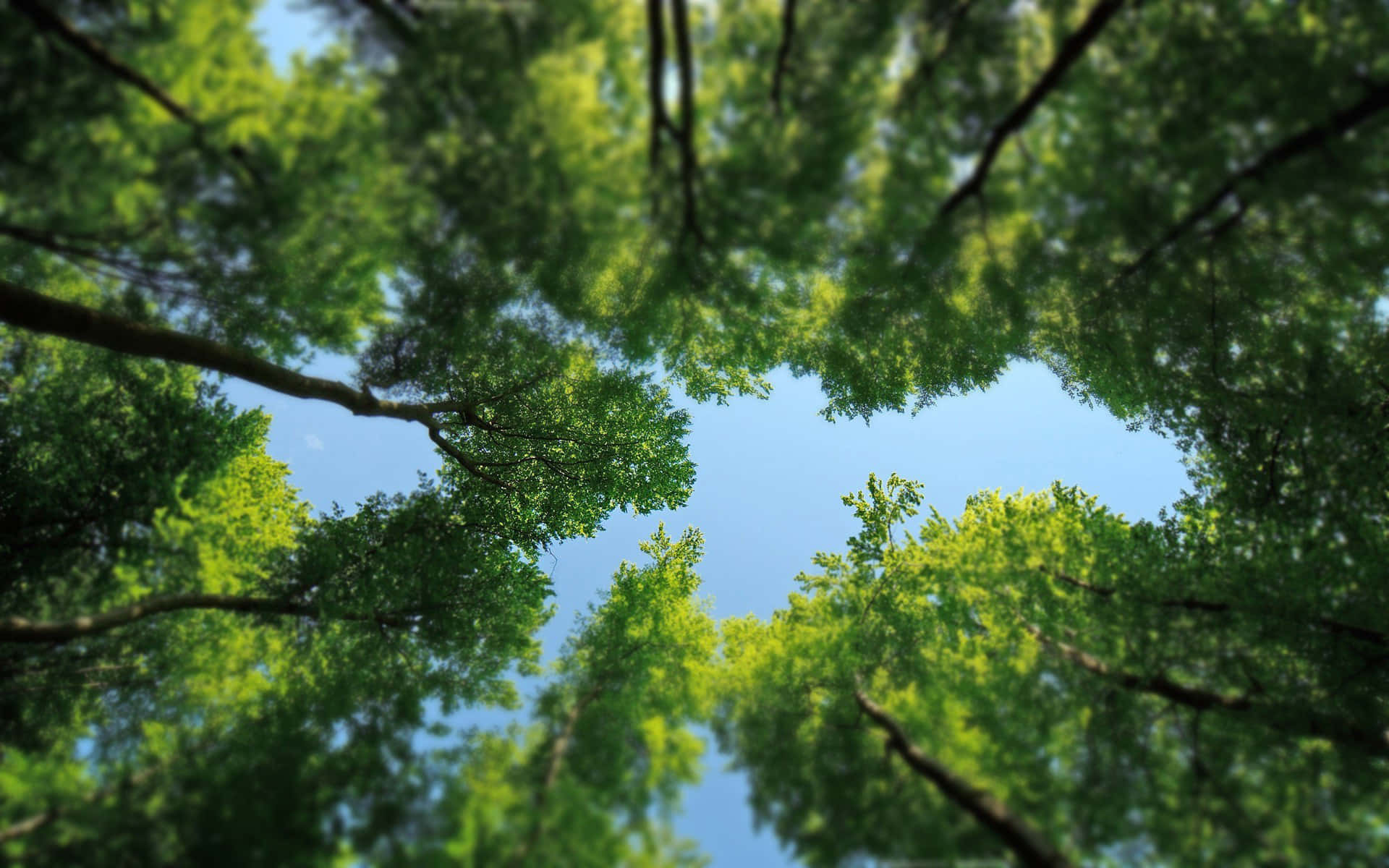 trees 桌布 壁紙 — 抬頭穿過充滿活力的綠色樹冠望向清澈的藍天。