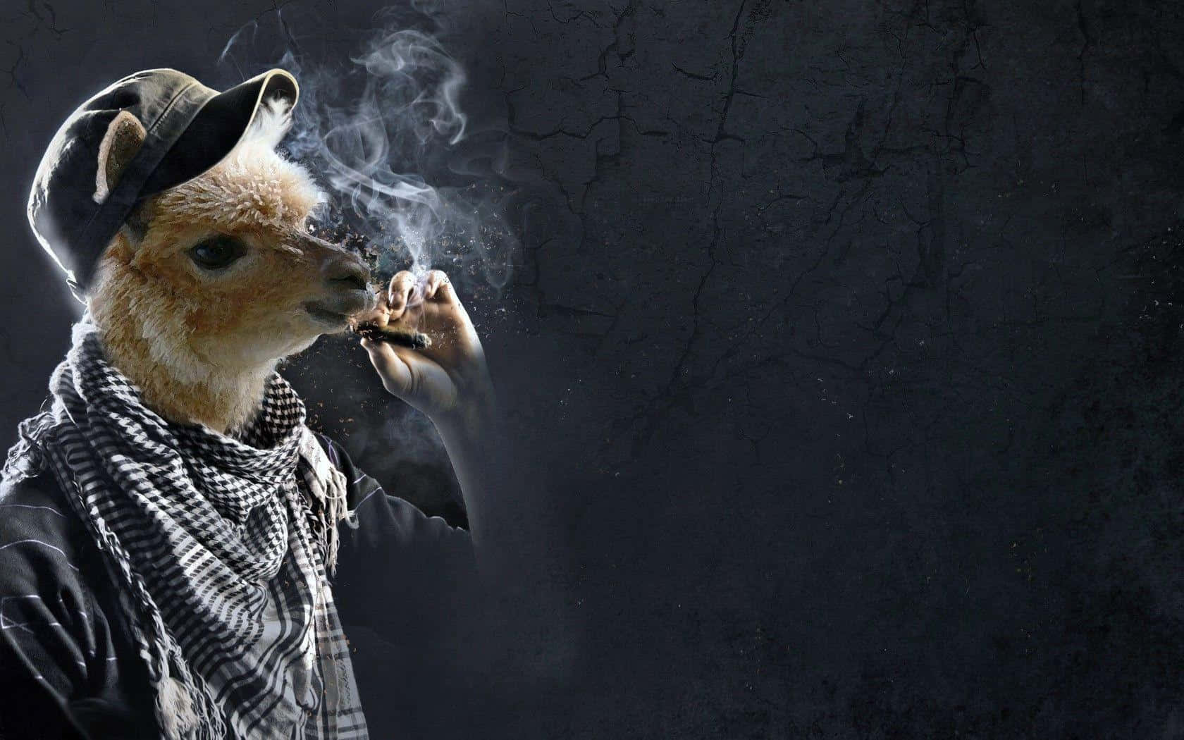 抽菸的搞笑羊駝 壁紙 — 一幅超現實的肖像畫，描繪一隻戴著帽子和圍巾的羊駝，在裂開的暗牆前抽煙。