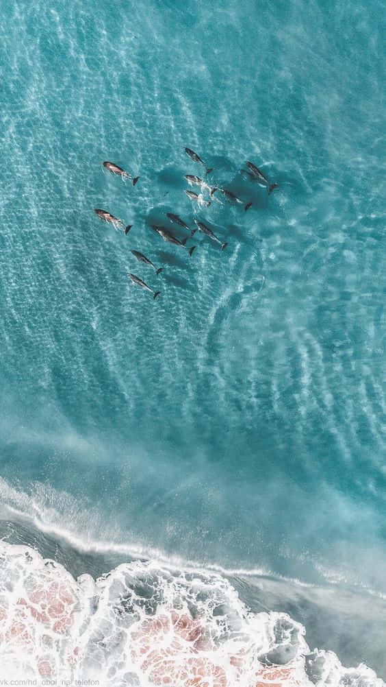 抽象波浪帶來的視覺享受 壁紙 — 一群海豚在泡沫海岸線附近清澈的碧綠海水中優雅游水的鳥瞰圖。