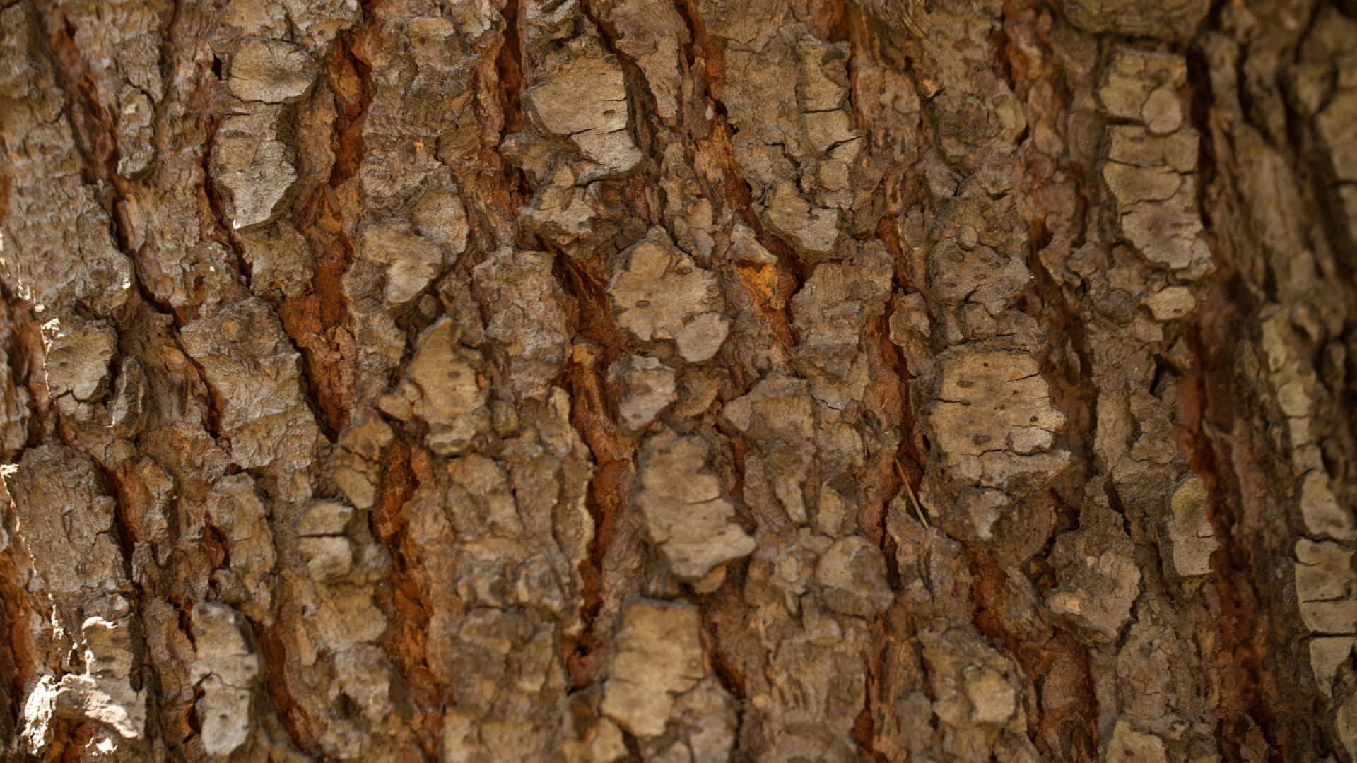 抽象紋理背景 壁紙 — 粗糙樹皮的近距離特寫，帶有深溝和紋理化的灰褐色圖案。