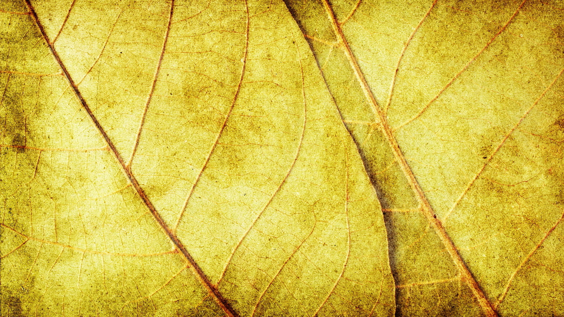 抽象黃色紋理背景 壁紙 — 乾燥樹葉的特寫，呈現溫暖金黃色調的複雜葉脈紋理。