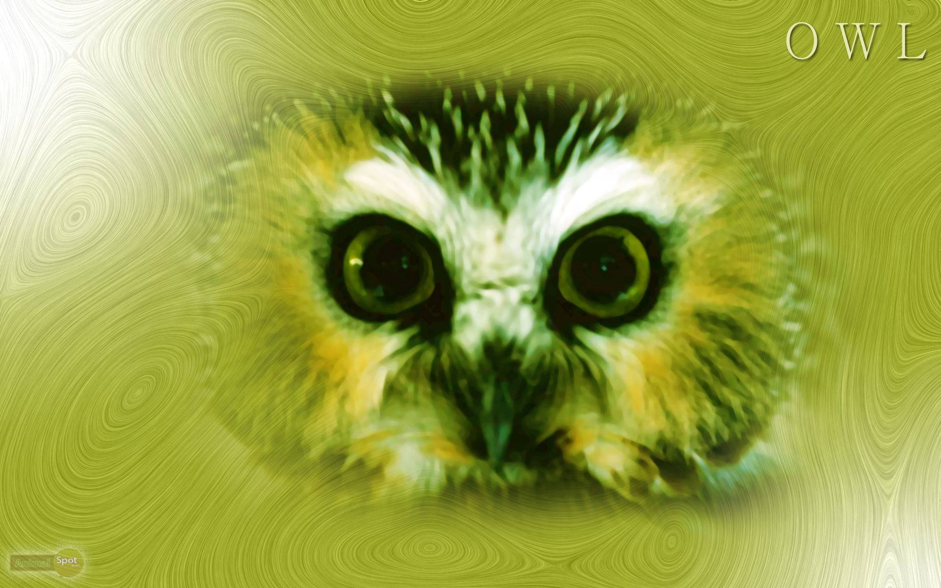 一隻大眼睛的貓頭鷹在旋轉的綠色背景上，帶有OWL字樣。