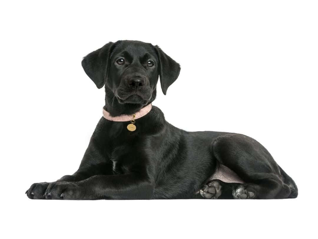 黑色拉布拉多幼犬躺著，戴著粉紅色項圈和金色標籤。