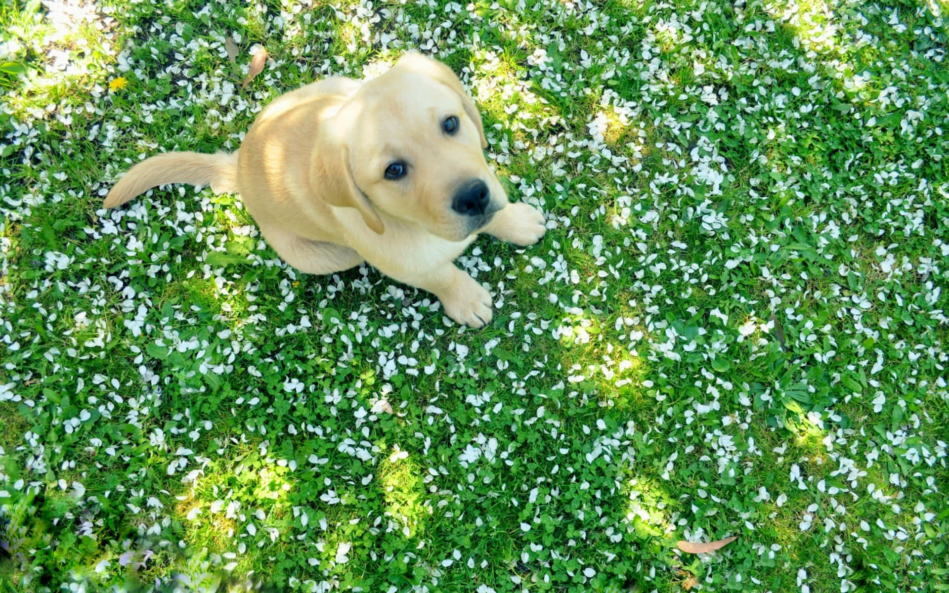 金毛尋回犬幼犬躺在草地上有白色花瓣向上看