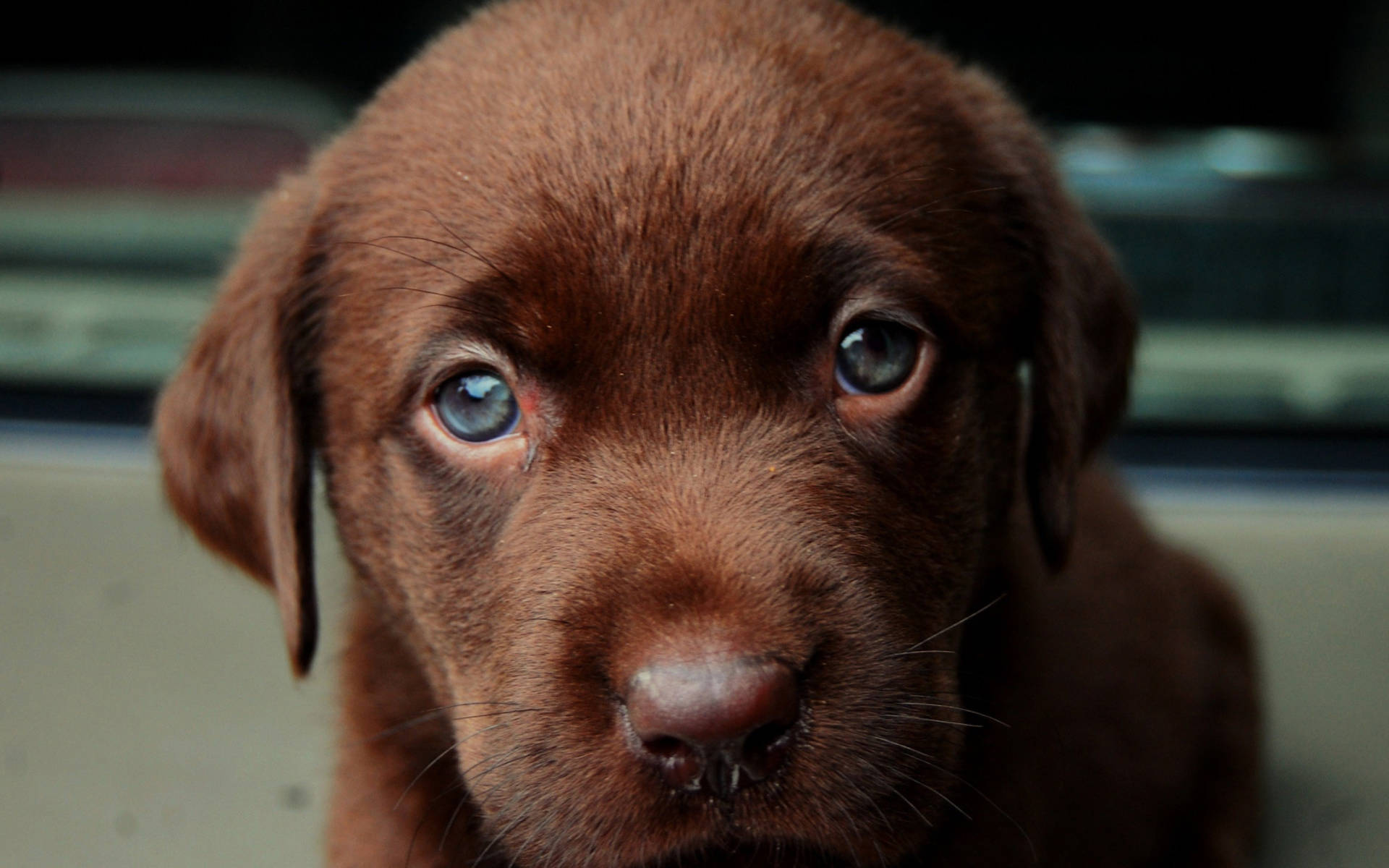 拉布拉多幼犬特寫 壁紙 — 一隻朱古力色拉布拉多幼犬的近距離特寫，擁有引人注目的藍色眼睛，直視鏡頭。