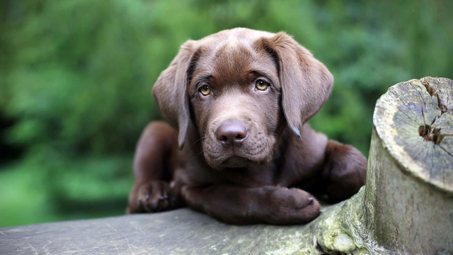 一隻朱古力拉布拉多幼犬在綠色森林的樹樁上休息。