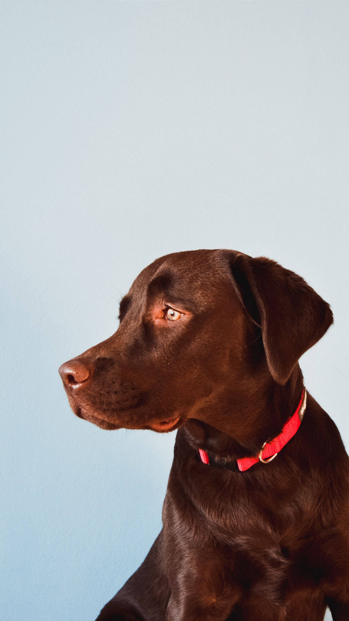 拉布拉多犬棕色 iPhone 壁紙 — 一隻戴著紅色項圈的朱古力色拉布拉多尋回犬，在柔和的藍色攝影棚背景下若有所思地凝視著。