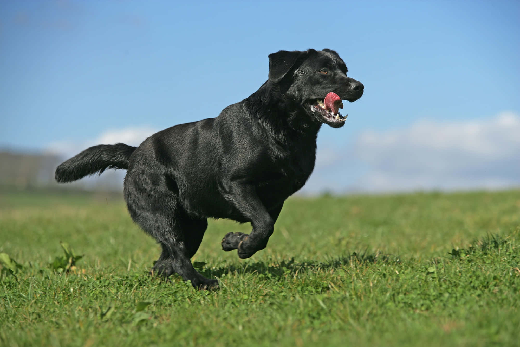 拉布拉多獵犬犬種圖片 壁紙 — 一隻黑色拉布拉多喺晴朗藍天下，伸出舌頭，開心噉跑過陽光照耀嘅綠色田野。