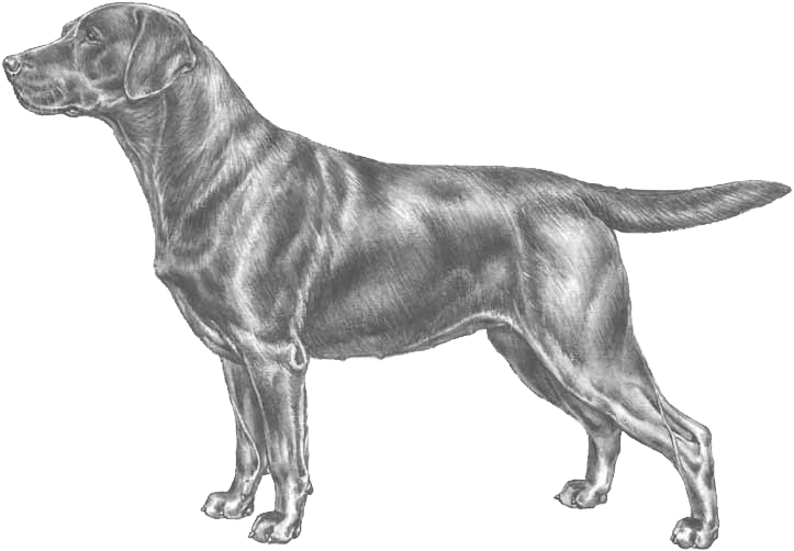 拉布拉多獵犬素描 壁紙 — 一幅詳細的銀色鉛筆素描，描繪一隻站立的拉布拉多尋回犬側面，背景為 stark 黑色。
