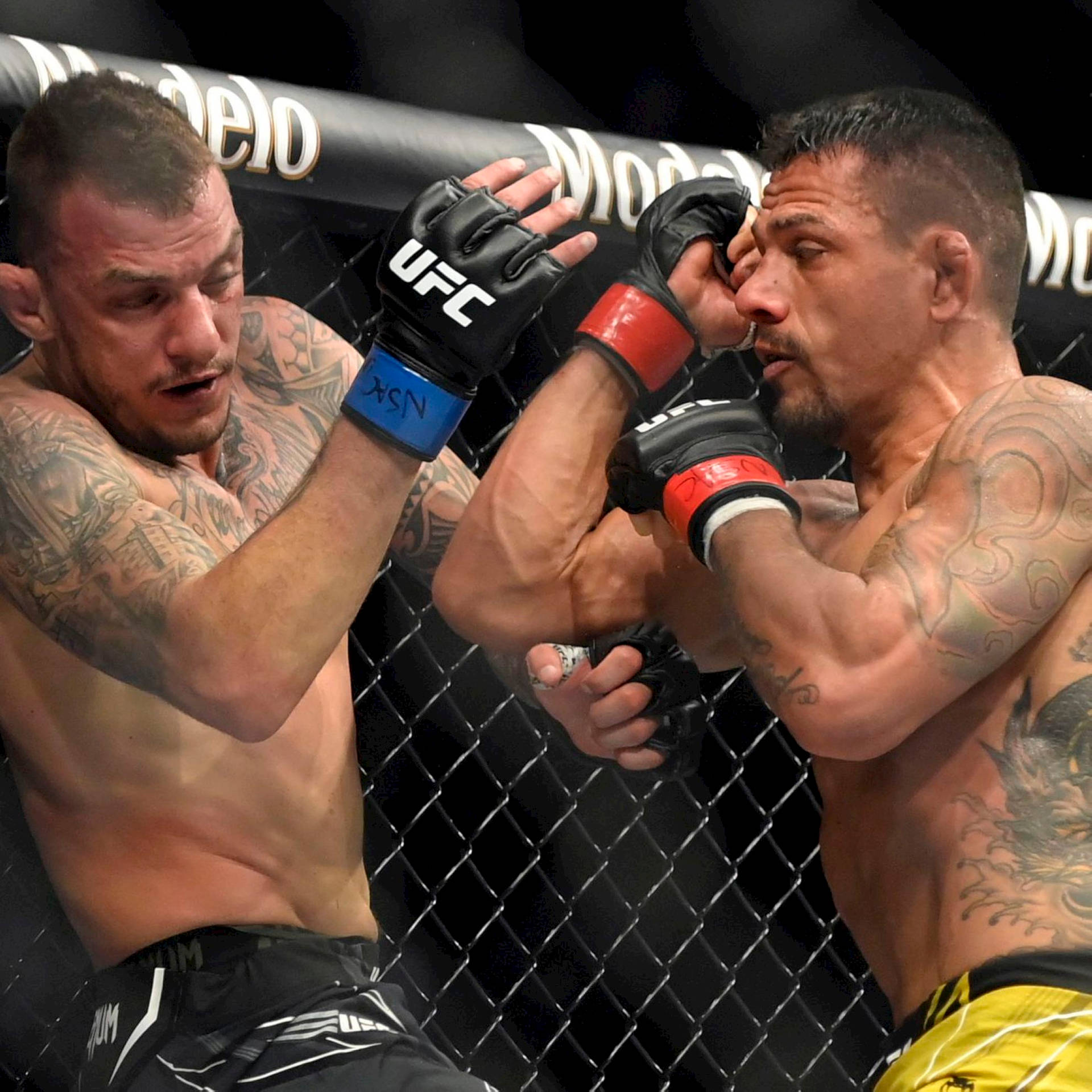 兩名男性MMA拳手在籠中比賽時互相出拳。