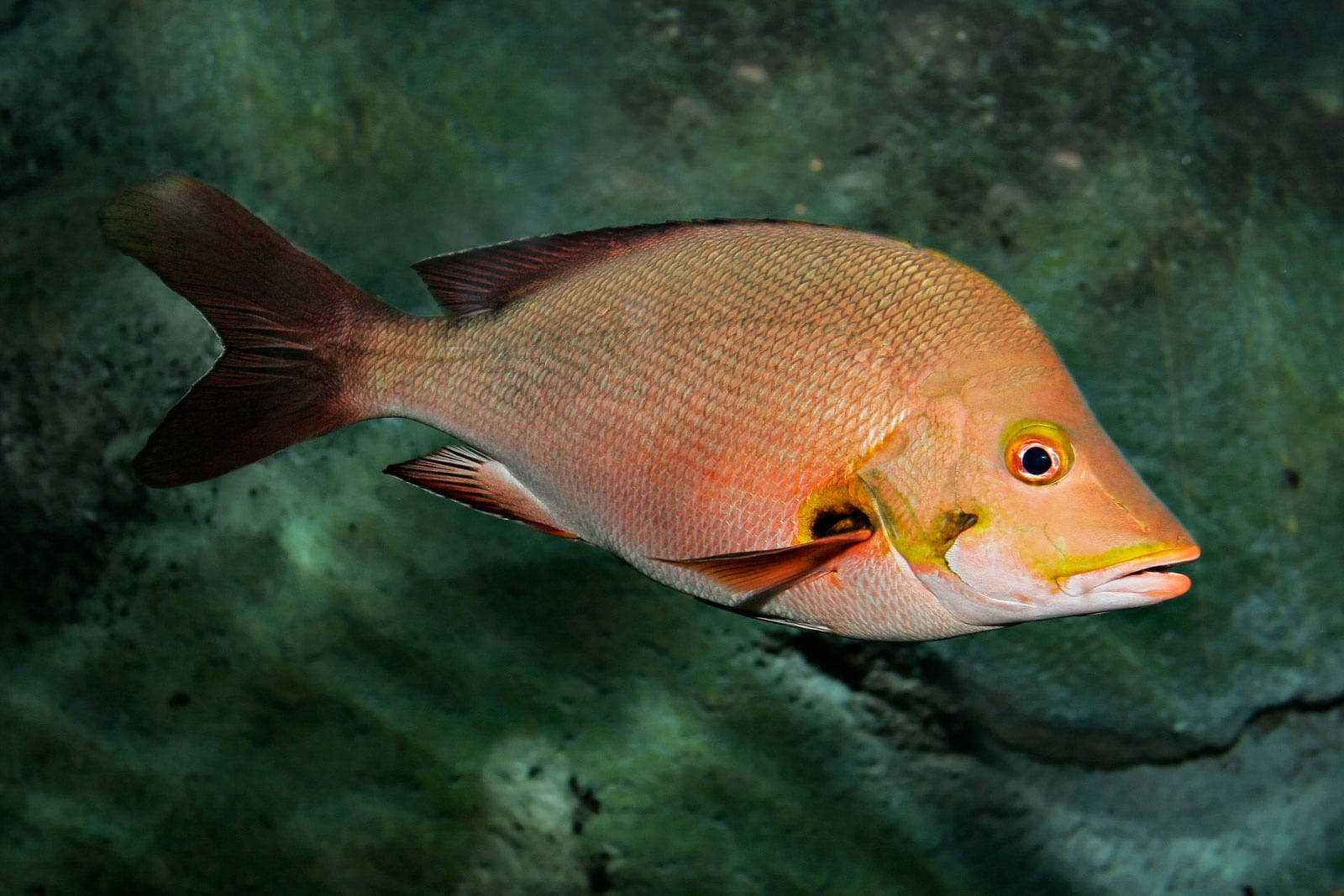 拱背紅鯛魚游動 壁紙 — 一條充滿活力的粉紅鯛魚在紋理豐富的綠色水下岩石背景下優雅地游動。