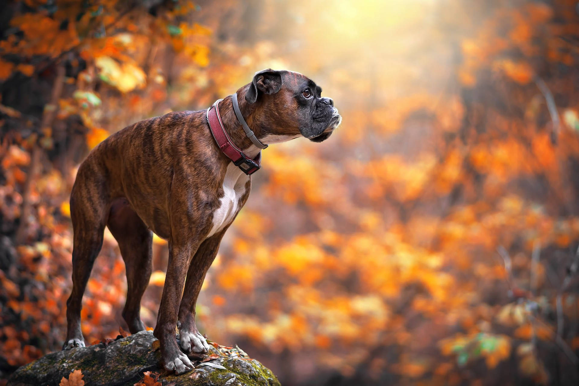 虎斑拳師犬站在秋日森林的石頭上，金色樹葉和陽光。