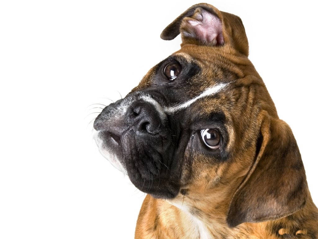 虎斑拳師犬在白色背景下，一隻耳朵豎起、一隻垂下向上看。
