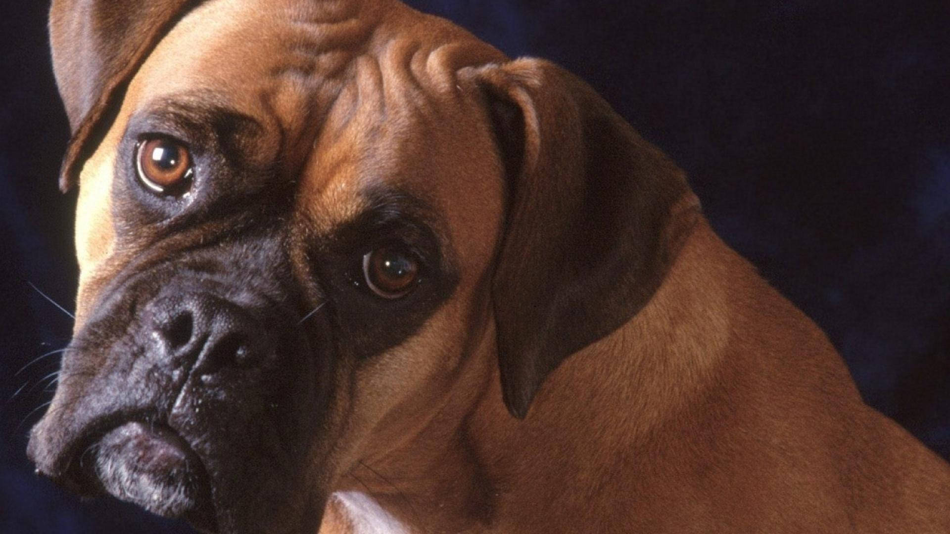一隻淺黃褐色和黑色的拳師犬，深邃的棕色眼睛直視鏡頭。