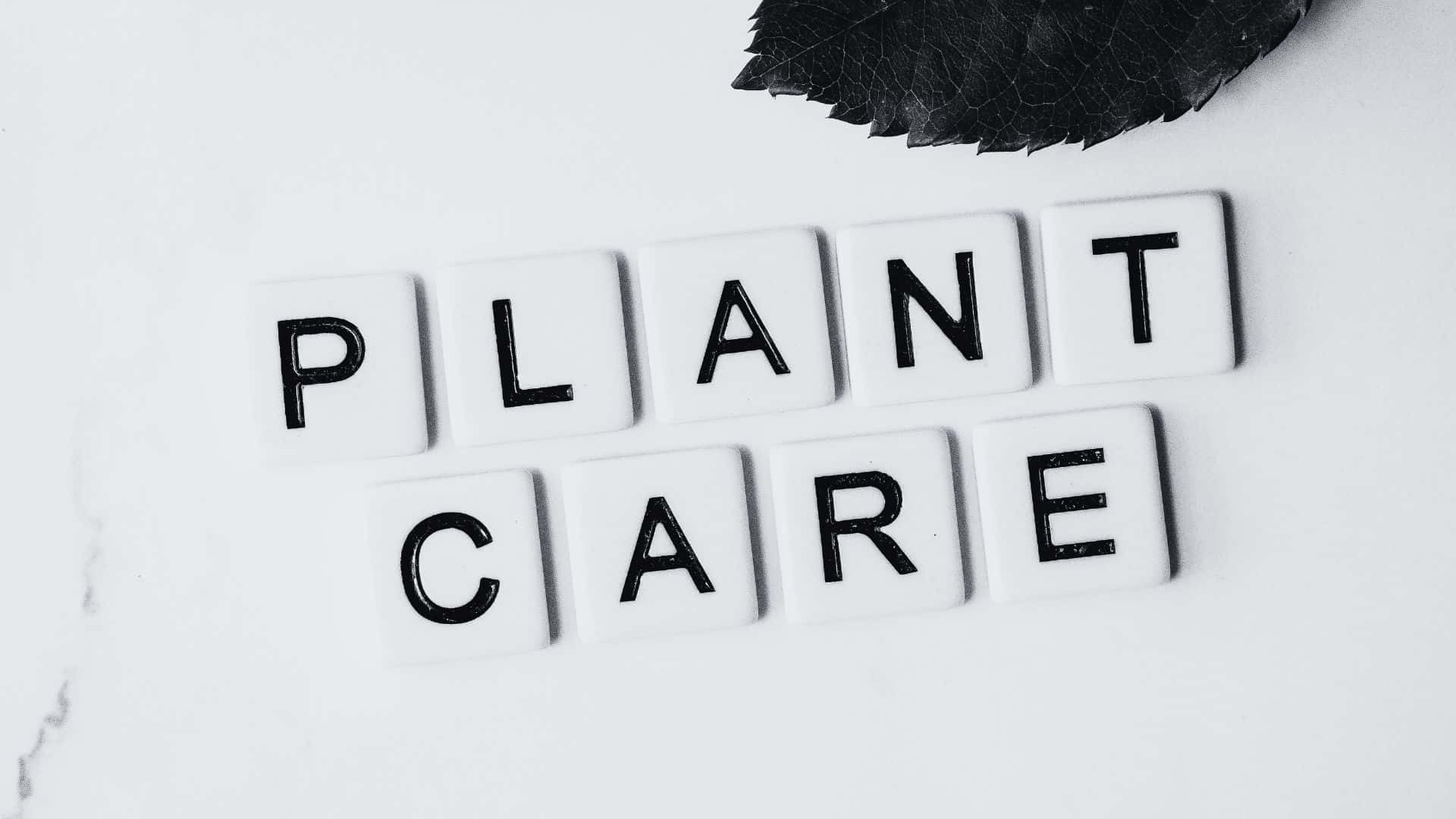 Black And White Word 桌布 壁紙 — 拼出 plant care 的白色瓷磚放在大理石表面上，旁邊有一片深色葉子。