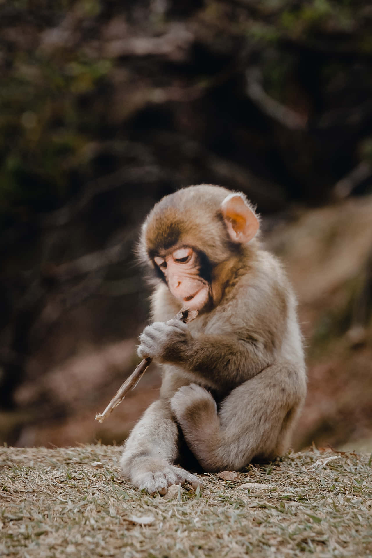 年輕猴子在草地上咀嚼樹枝