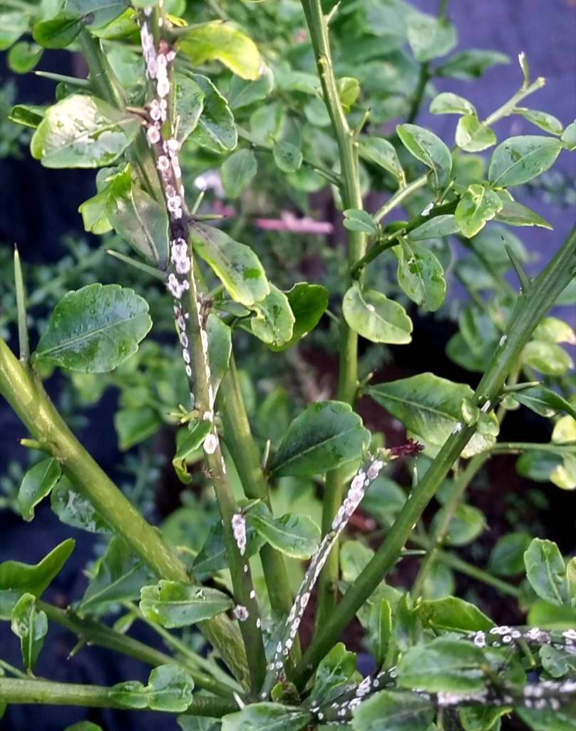 指 lime 植物 壁紙 — 特寫鏡頭：綠色柑橘植物莖幹上佈滿白色蚜蟲，葉片帶有露珠，背景模糊。